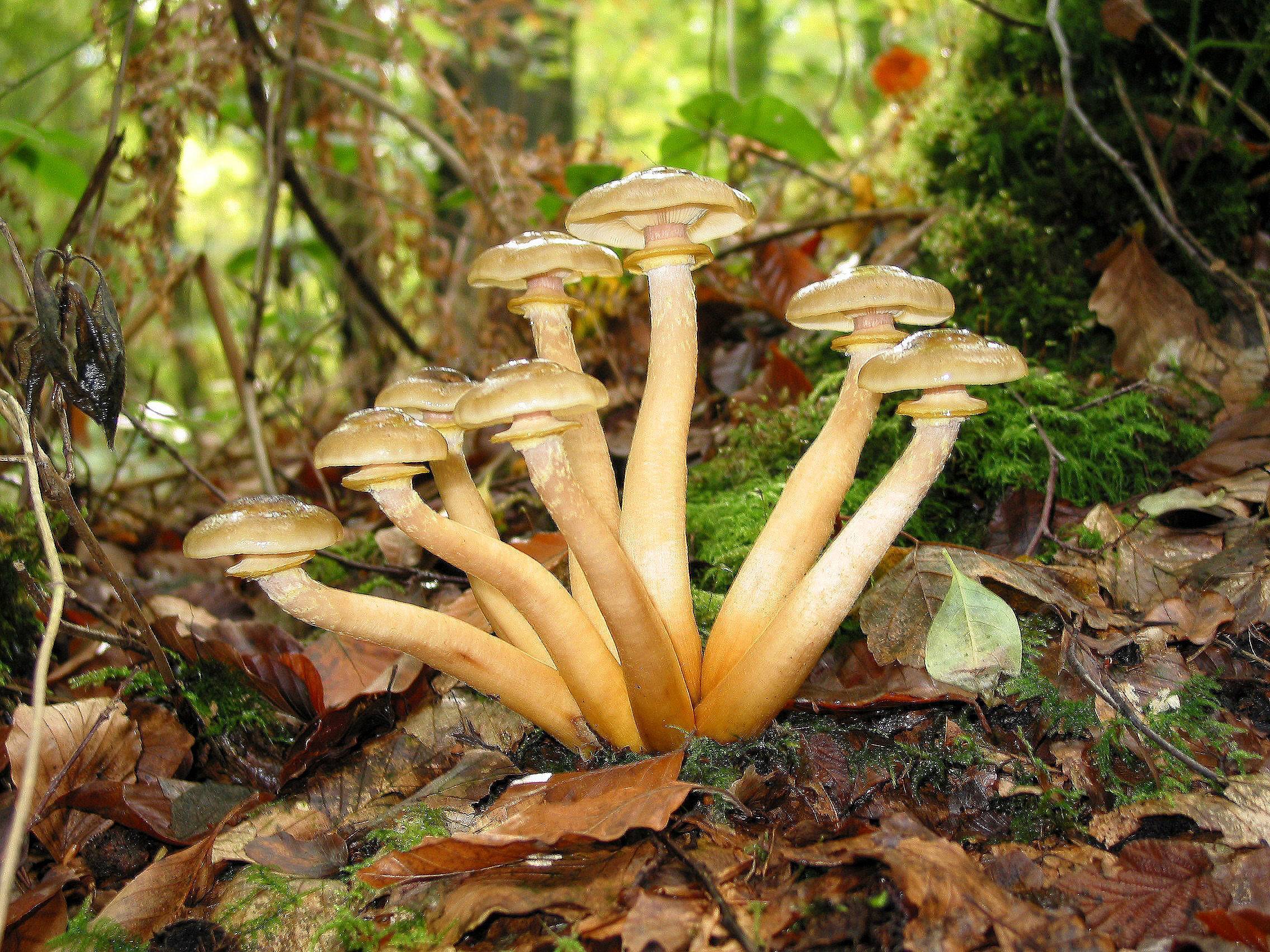 Названия и описание грибов растущих на пнях (+41 фото)