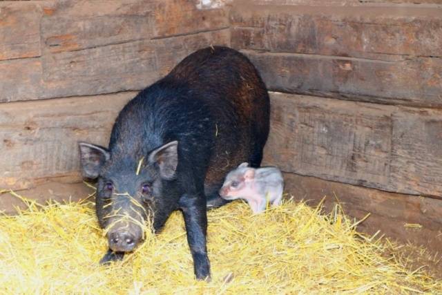 Порода свиней кармалы: характеристика поросят и отзывы