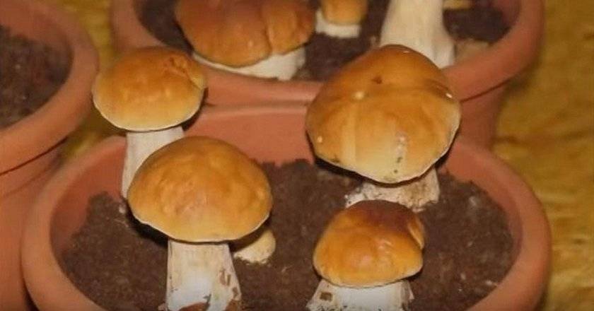 Как я выращиваю грибы дома на подоконнике: основные правила