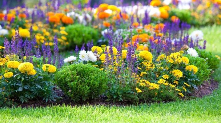 Обзор самых неприхотливых долгоцветущих многолетников для дачи и сада с фото - огород, сад, балкон - медиаплатформа миртесен