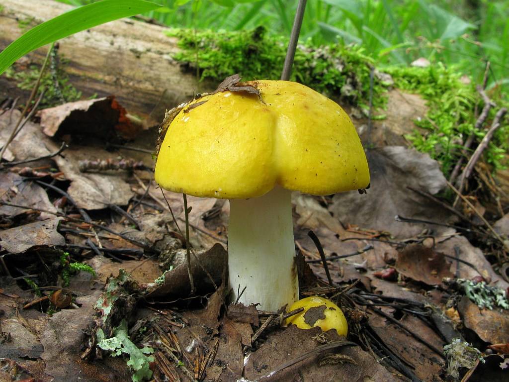 Сыроежка желтая – очень яркий гриб