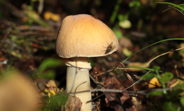 50 фото разных видов грибов курочки, ? названия, описания, как отличить