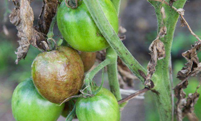 Как бороться с фитофторой на помидорах в открытом грунте