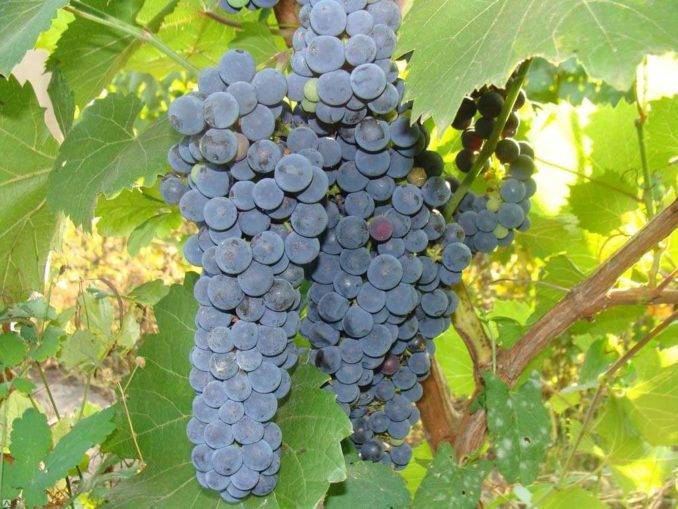 Виноград триумф описание сорта
