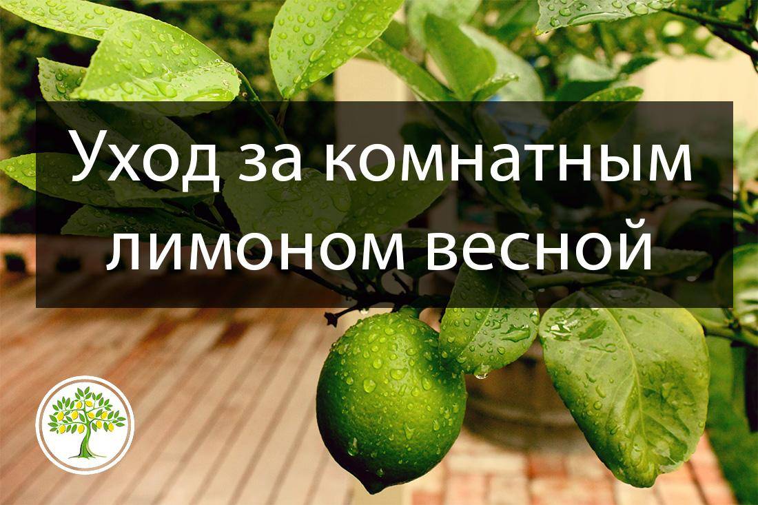 Уход за домашним лимоном зимой: как часто увлажнять, поливать и другие нюансы selo.guru — интернет портал о сельском хозяйстве
