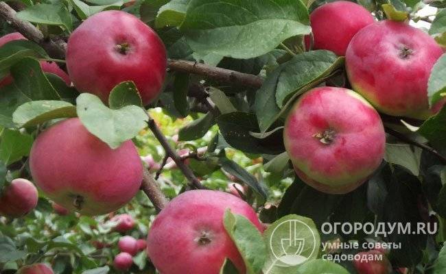 Особенности посадки и ухода яблони сорта Жигулевское