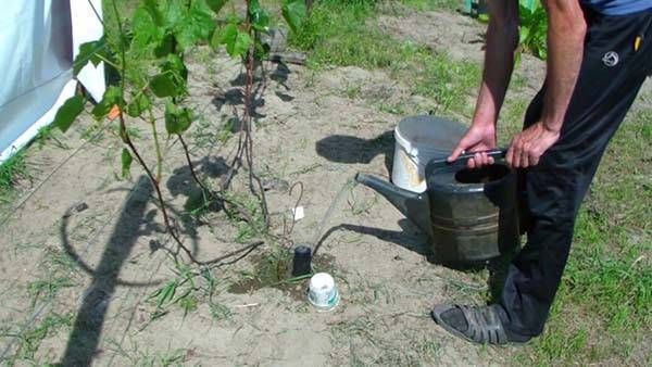 Как правильно поливать виноград, чтобы он хорошо рос