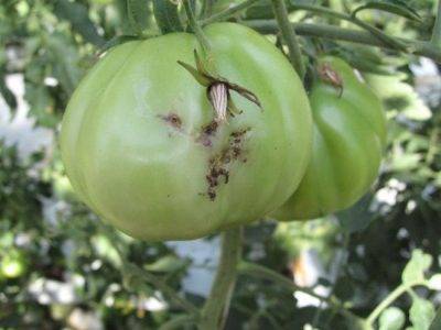 Болезни томатов в теплице: полный перечень возможных заболеваний
