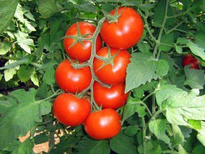 Что следует предпринять, если жируют помидоры в теплице: действенные меры и профилактика