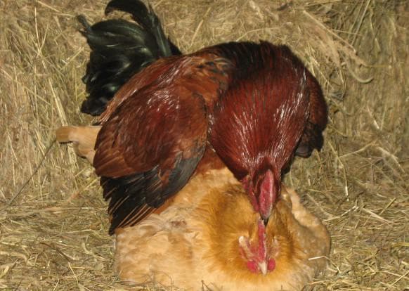 Может ли курица нести яйца без петуха, доказанные наукой доводы, роль петуха