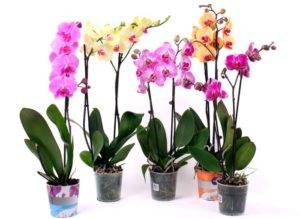 Орхидея фаленопсис: уход в домашних условиях после магазина