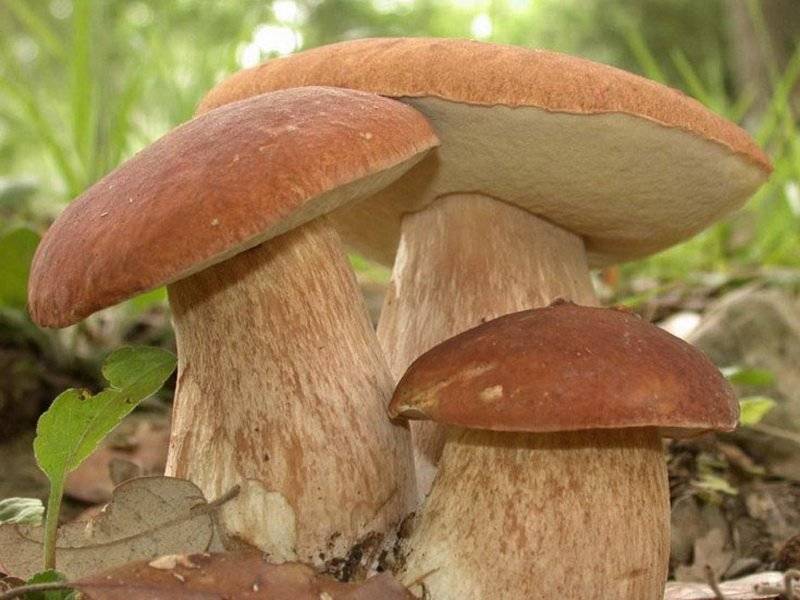 Шляпочные грибы. характеристика, жизнедеятельность, особенности строения