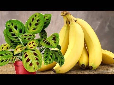 Банановая кожура как удобрение для комнатных растений: рекомендации по использованию