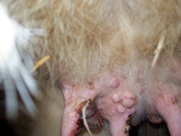 Методы лечения бородавок на вымени у дойной коровы