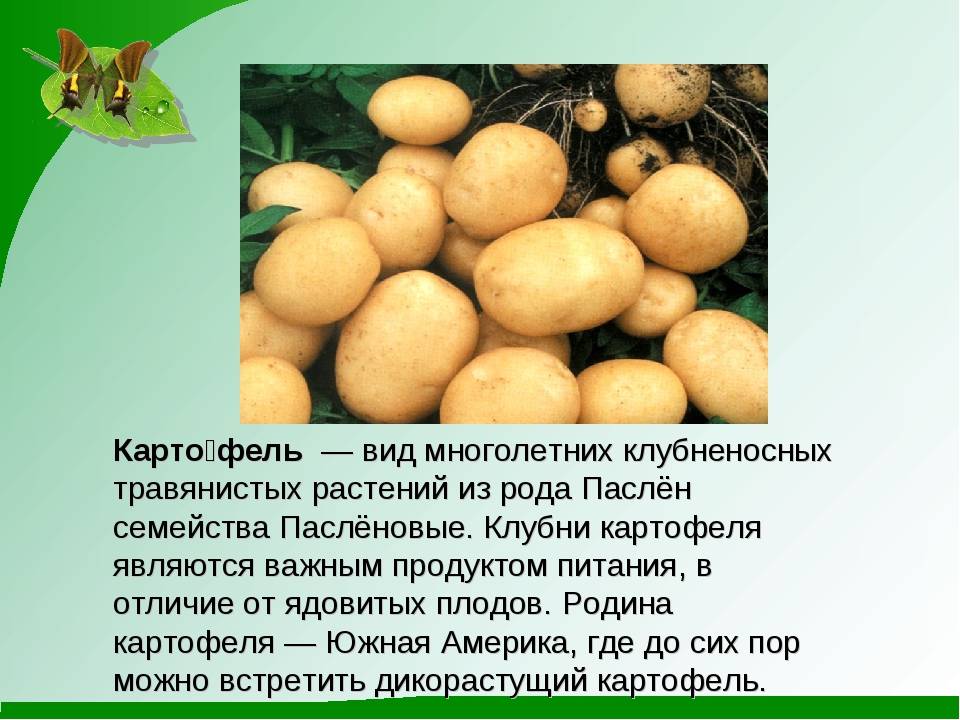 Тип картофельного плода