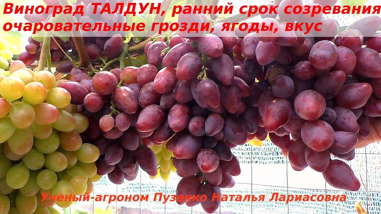 Описание винограда долгожданный