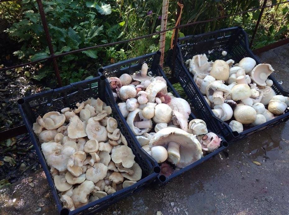 Распространение съедобных и ядовитых крымских грибов, фото и описание