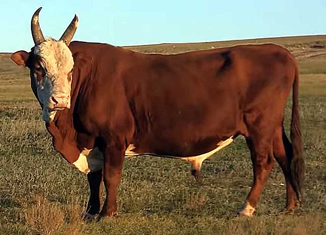 Калмыцкая порода коров - биокорова