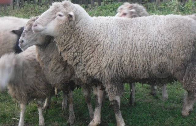 Описание породы Тонкорунных овец