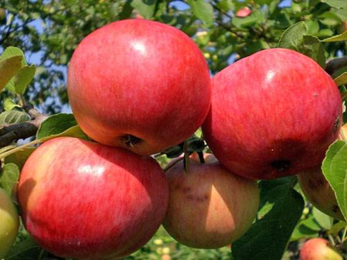 Обзор лучших сортов зимних яблонь |