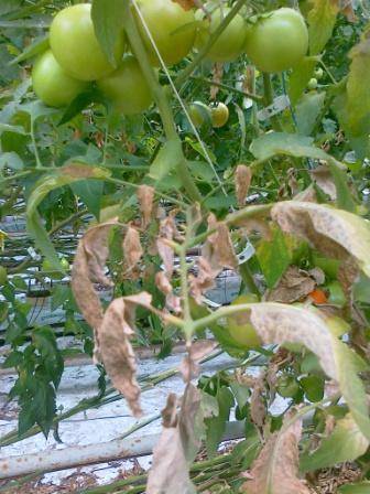 Почему желтеют листья у помидор и что с этим делать? - огород, сад, балкон - медиаплатформа миртесен