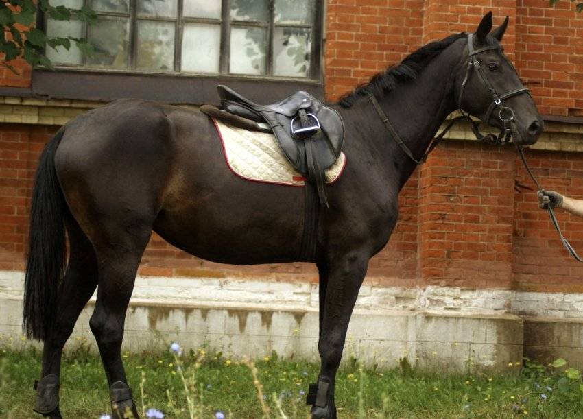 Русская верховая порода лошадей: описание, фото и видео