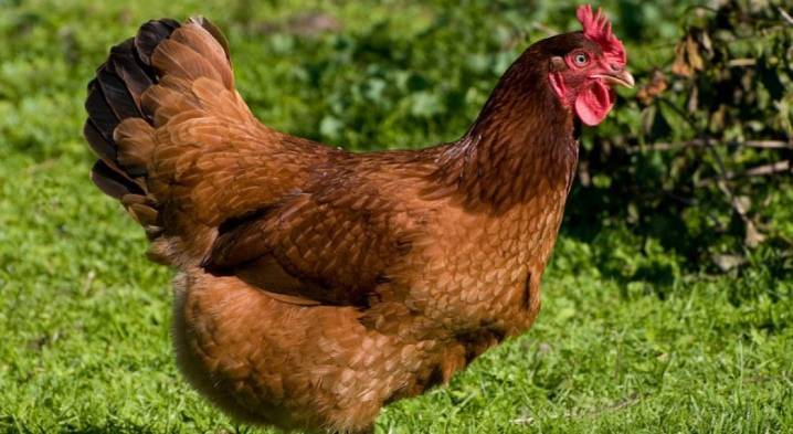 Куры породы редбро (21 фото): описание взрослых кур и цыплят. особенности выращивания бройлеров в домашних условиях
