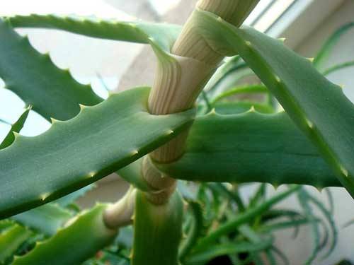 Комнатное растение алоэ (столетник): описание цветка, выращивание в домашних условиях и размножение столетника