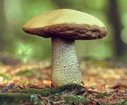 Обабок чернеющий – теплолюбивый гриб