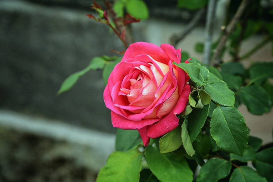 Роза императрица фарах
