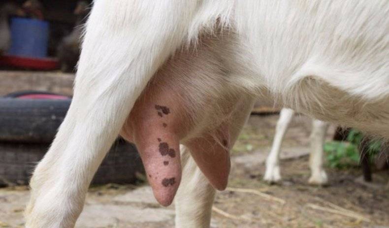 У козы после окота мало молока: что делать и в чем причина, методы увеличения