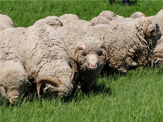 Порода овец меринос в австралии