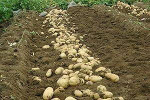 Внекорневая подкормка картофеля: преимущества, польза, виды удобрений