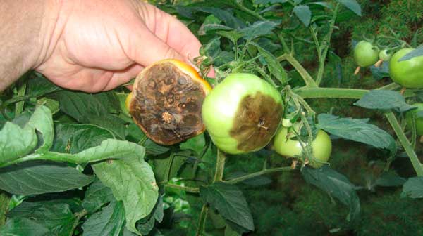 Как и чем обработать помидоры в теплице от фитофторы: эффективные препараты и народные средства