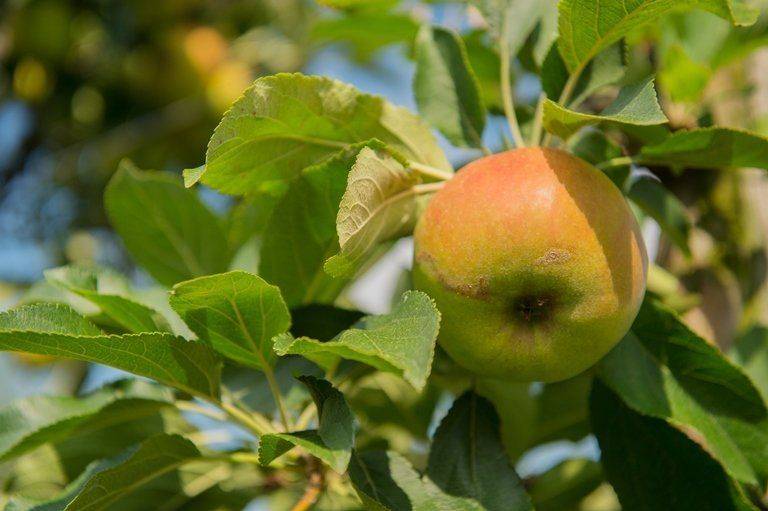 Подвой для яблони — какими они бывают и как вырастить