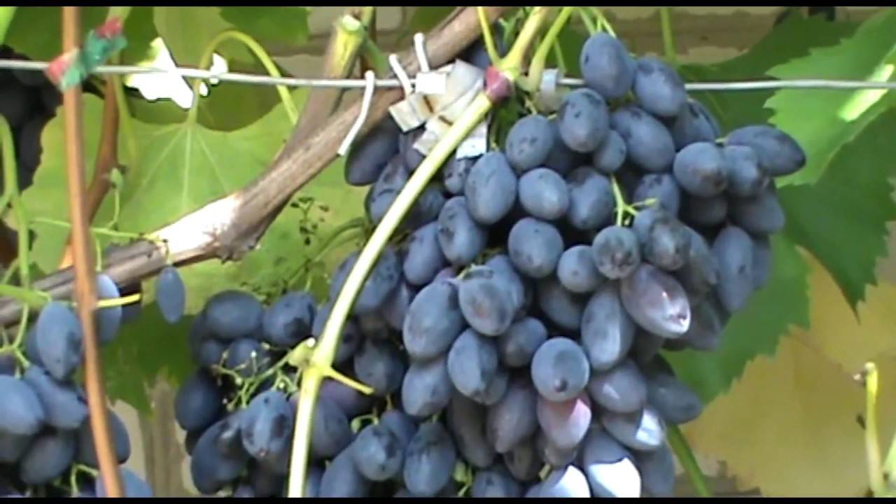 Виноград блек гранд : что нужно знать о нем, описание сорта, отзывы