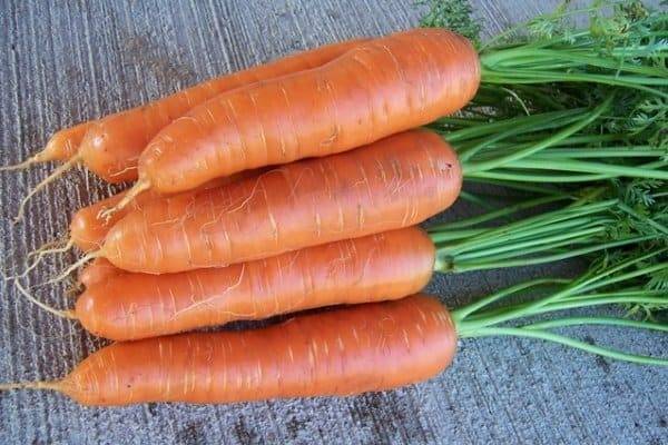 Лосиноостровская: описание сорта моркови, характеристика, выращивание