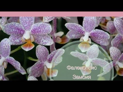 Сорта фаленопсисов: biondoro, black pearl, блю, будда, как выращивается орхидея, описание с фото