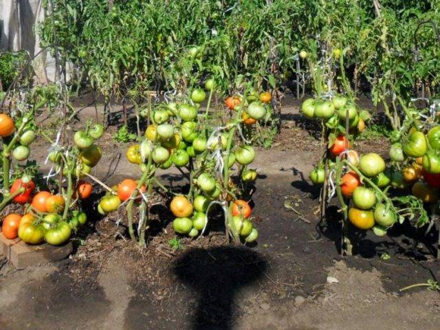 Чем подкормить помидоры во время цветения и плодоношения в теплице