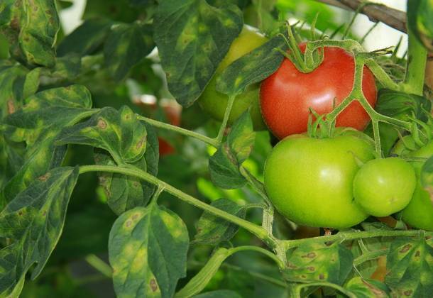 Как определить болезни на рассаде томатов в теплице: «птичий глаз», «серая гниль» и пятнистость — agroxxi