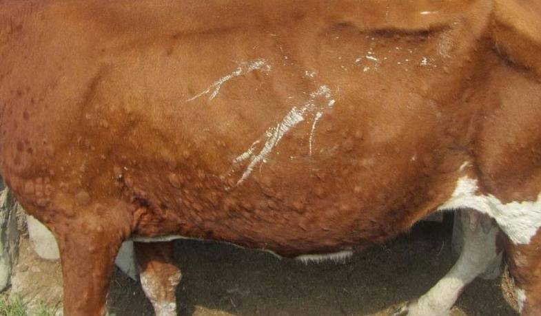 О регистрации нодулярного дерматита крупного рогатого скота в омской области