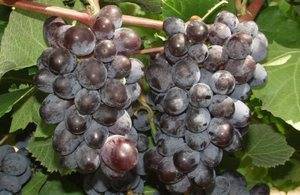 Виноград юпитер: описание сорта, фото, отзывы