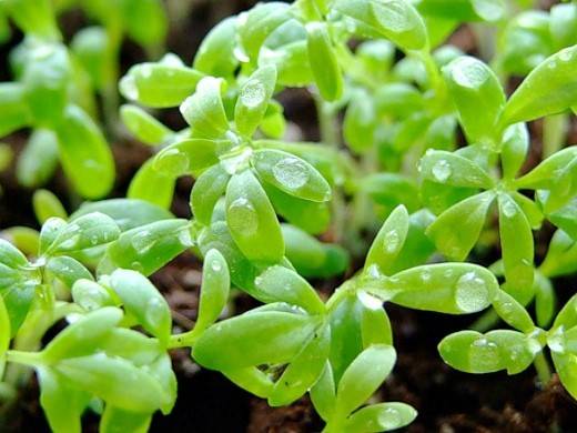 Кресс салат: посадка, выращивание, уход, сорта, полезные свойства
