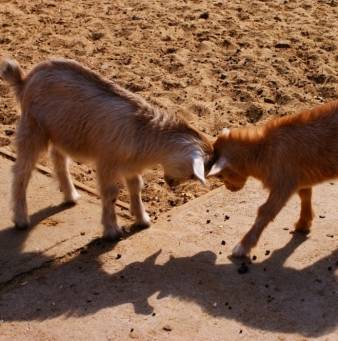 Камерунские карликовые козы – фото, описание, особенности содержания породы