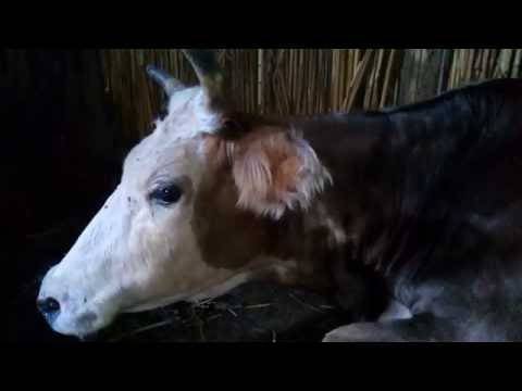 Лечение шишек на теле коровы