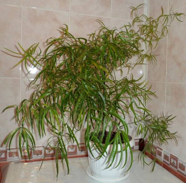 Описание и фото комнатного растения аспарагус шпренгера