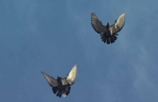 Торцовые голуби: уход и содержание голубятни