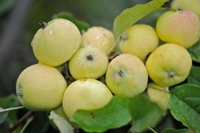 Стелющаяся яблоня: посадка, уход, подкормка в сибири и не только