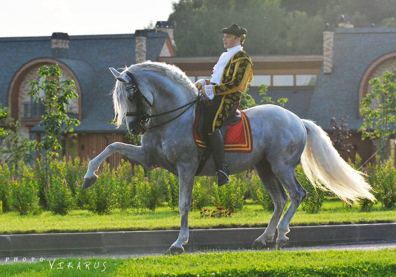 Андалузская лошадь (31 фото): особенности породы, черные чистокровные испанские кони. сколько весит андалуз?