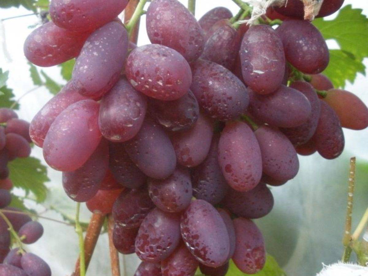 Виноград виктория: описание сорта, его характеристики и фото selo.guru — интернет портал о сельском хозяйстве